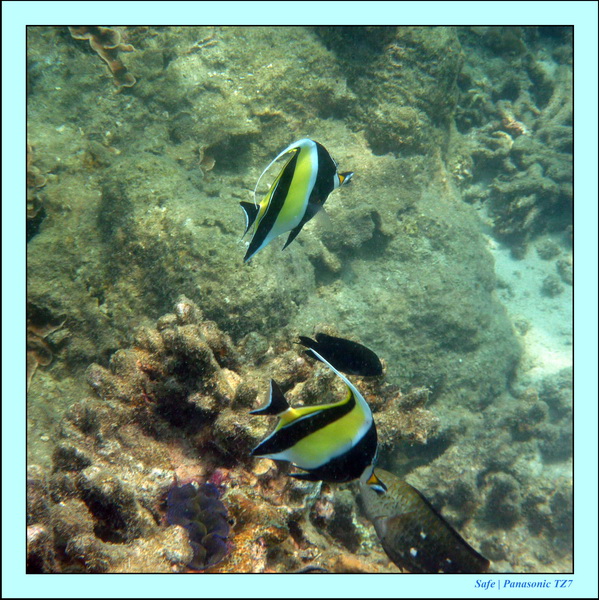 2011 - 03 - Koh Ngai 107